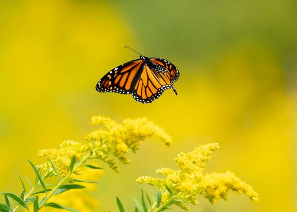 Happiness is a Butterfly